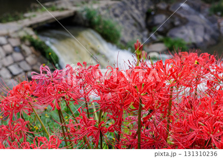 彼岸花が咲く田舎の風景 彼岸花が咲く田舎の風景 131310236