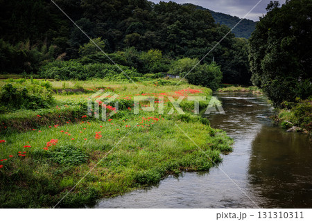 彼岸花が咲く田舎の風景 131310311