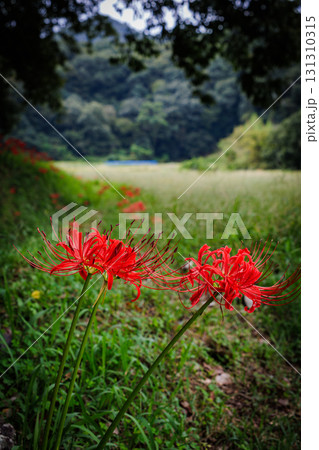 彼岸花が咲く田舎の風景 彼岸花が咲く田舎の風景 131310315
