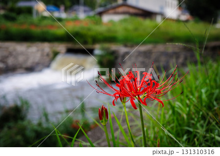 彼岸花が咲く田舎の風景 131310316