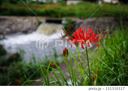 彼岸花が咲く田舎の風景 131310317