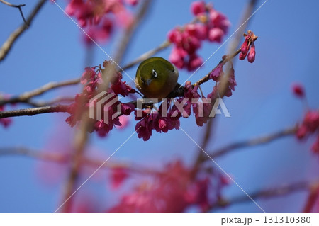 桜の花の蜜を吸うメジロ 桜の花の蜜を吸うメジロ 131310380