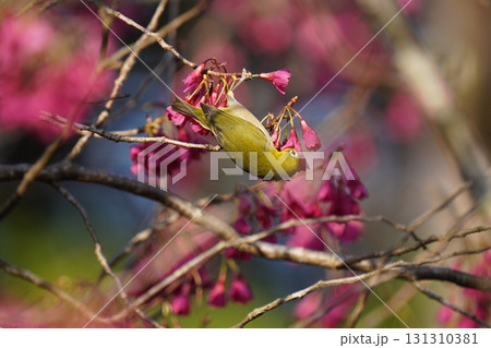 桜の花の蜜を吸うメジロ 桜の花の蜜を吸うメジロ 131310381