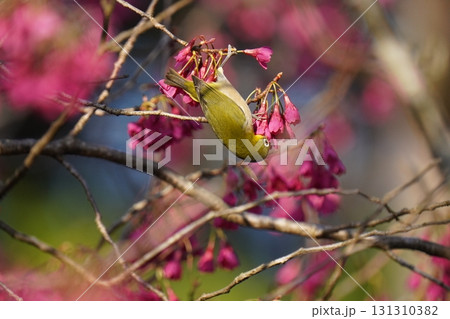 桜の花の蜜を吸うメジロ 桜の花の蜜を吸うメジロ 131310382