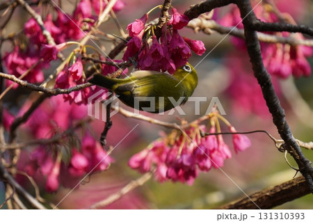 桜の花の蜜を吸うメジロ 131310393