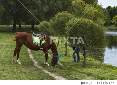 Belarus, Minsk - 09/03/2016: In the city park on the banks of the river horse nibbling grass. Horse nibbling grass on the shore of the pond Belarus, Minsk - 09/03/2016: In the city park on the banks of the river horse nibbling grass. Horse nibbling grass on the shore of the pond 131310477