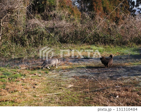 霜が降りた朝に朝日を浴びて暖まる可愛いネコ 霜が降りた朝に朝日を浴びて暖まる可愛いネコ 131310484