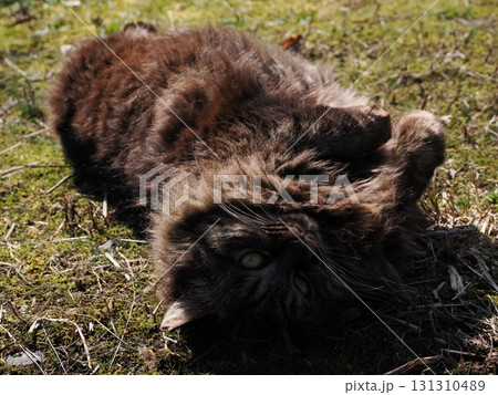 霜が降りた朝に朝日を浴びて暖まる可愛いネコ 霜が降りた朝に朝日を浴びて暖まる可愛いネコ 131310489