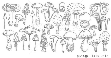Forest edible mushrooms set yellow boletus, honey fungus vector illustration, seasonal autumn doodle outline drawing healthy vegetarian diet ingredient for menu design, hand drawn image Forest edible mushrooms set yellow boletus, honey fungus vector illustration, seasonal autumn doodle outline drawing healthy vegetarian diet ingredient for menu design, hand drawn image 131310612