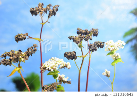 ソバの実　ソバの花 131310642