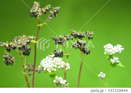 ソバの実 ソバの花 ソバの実 ソバの花 131310644
