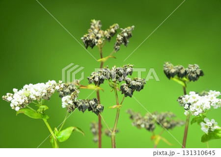 ソバの実　ソバの花 131310645
