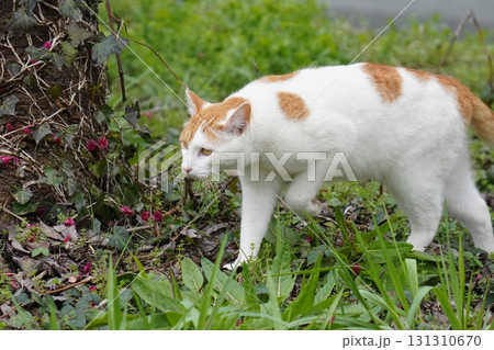 寒緋桜の花を見つめる猫 寒緋桜の花を見つめる猫 131310670