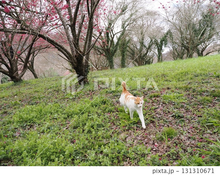 寒緋桜の花を見つめる猫 寒緋桜の花を見つめる猫 131310671