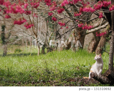寒緋桜の花を見つめる猫 131310692