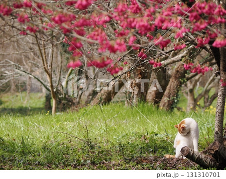 寒緋桜の花を見つめる猫 寒緋桜の花を見つめる猫 131310701