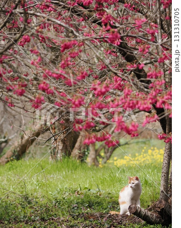 寒緋桜の花を見つめる猫 131310705