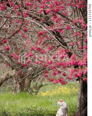 寒緋桜の花を見つめる猫 131310706