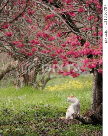 寒緋桜の花を見つめる猫 寒緋桜の花を見つめる猫 131310707
