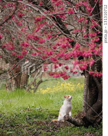 寒緋桜の花を見つめる猫 寒緋桜の花を見つめる猫 131310712