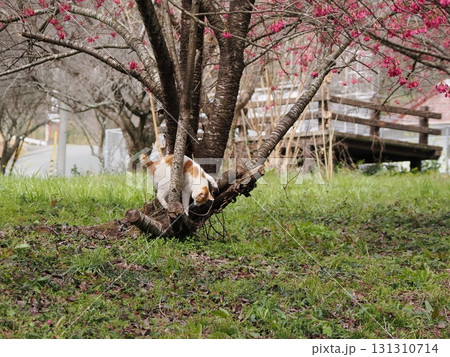 寒緋桜の花を見つめる猫 寒緋桜の花を見つめる猫 131310714