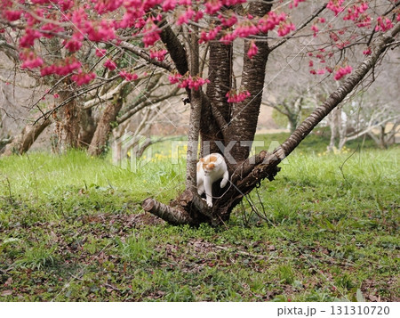 寒緋桜の花を見つめる猫 寒緋桜の花を見つめる猫 131310720