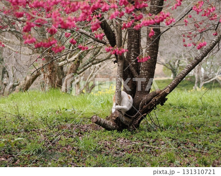 寒緋桜の花を見つめる猫 寒緋桜の花を見つめる猫 131310721