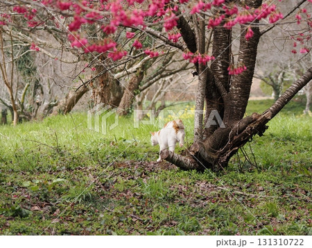 寒緋桜の花を見つめる猫 131310722