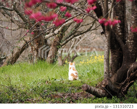 寒緋桜の花を見つめる猫 131310723