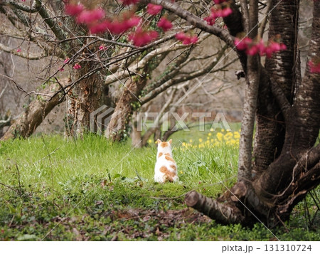 寒緋桜の花を見つめる猫 131310724