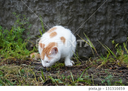 小鳥を捕まえた可愛いネコ 131310859