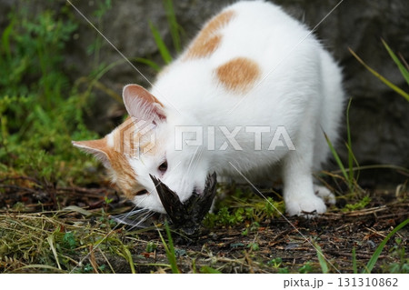 小鳥を捕まえた可愛いネコ 131310862