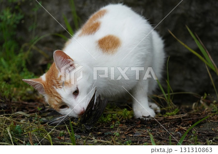 小鳥を捕まえた可愛いネコ 小鳥を捕まえた可愛いネコ 131310863