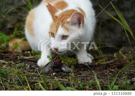 小鳥を捕まえた可愛いネコ 小鳥を捕まえた可愛いネコ 131310880