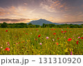 夕焼けに染まる筑波山とポピー 131310920