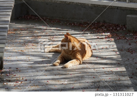 何かを見つめる茶トラの野良猫 131311027