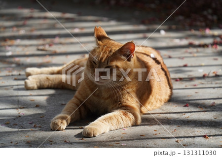 何かを見つめる茶トラの野良猫 何かを見つめる茶トラの野良猫 131311030
