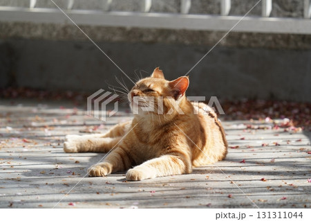 何かを見つめる茶トラの野良猫 何かを見つめる茶トラの野良猫 131311044