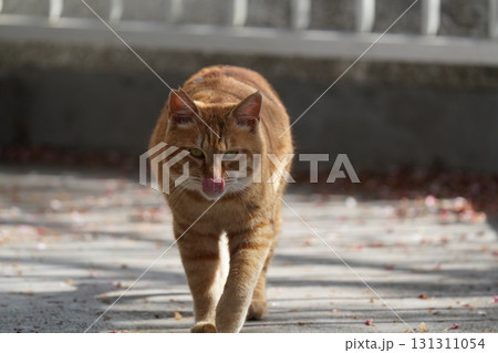 何かを見つめる茶トラの野良猫 131311054