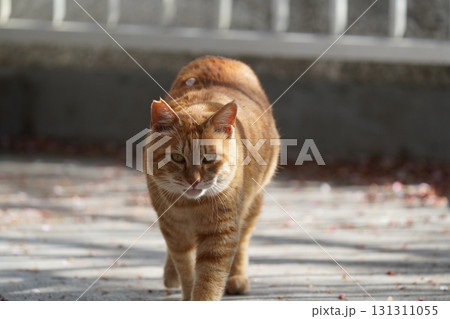 何かを見つめる茶トラの野良猫 何かを見つめる茶トラの野良猫 131311055