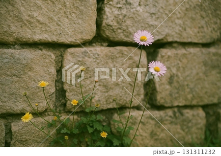 Daisies Against a Brick Wall Background 131311232