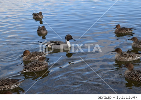 池で泳ぐオナガガモ 131311647