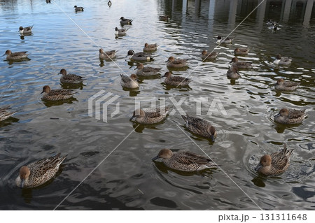 池で泳ぐオナガガモ 池で泳ぐオナガガモ 131311648