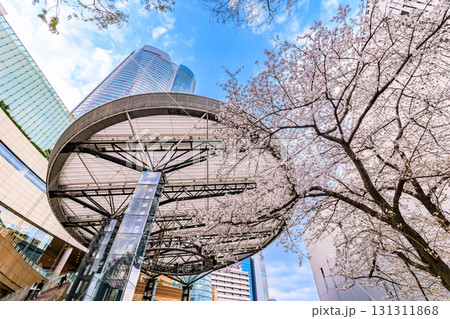 東京　港区 　六本木ヒルズの桜 131311868