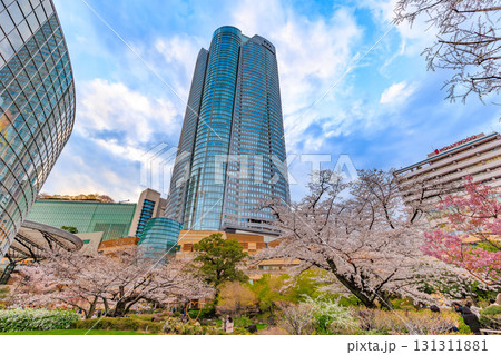 東京　港区 　六本木ヒルズの桜 131311881