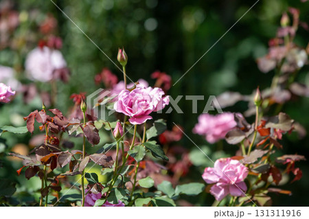 中之条ガーデンズ ローズガーデンエリア 中之条ガーデンズ ローズガーデンエリア 131311916