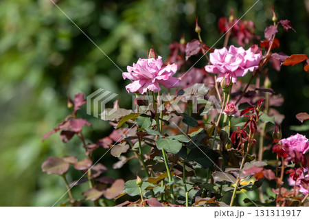 中之条ガーデンズ ローズガーデンエリア 中之条ガーデンズ ローズガーデンエリア 131311917