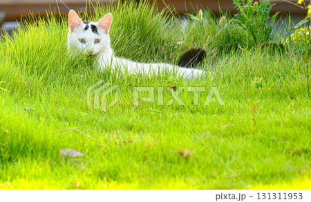 芝の上に横たわるシロネコ 131311953
