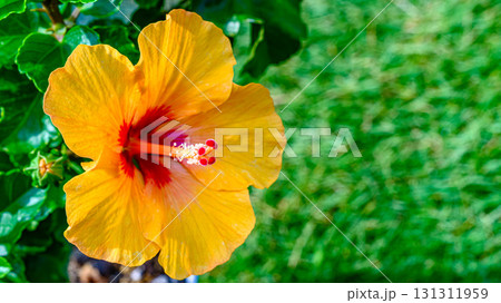 オレンジ色のハイビスカスの花 131311959