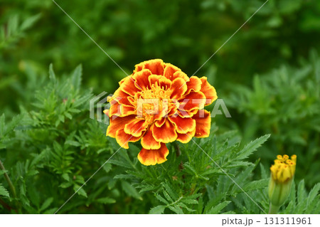 マリーゴールド「デュランゴビー」Marigold マリーゴールド「デュランゴビー」Marigold 131311961